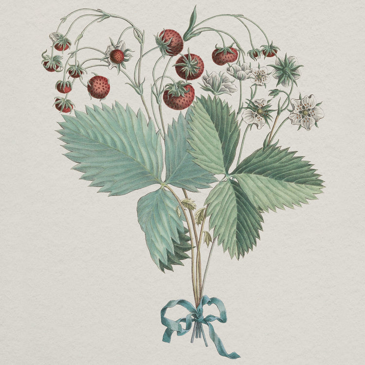 Vintage strawberry botanical art print featuring ripe red berries, green leaves, and white blossoms tied with a teal ribbon.