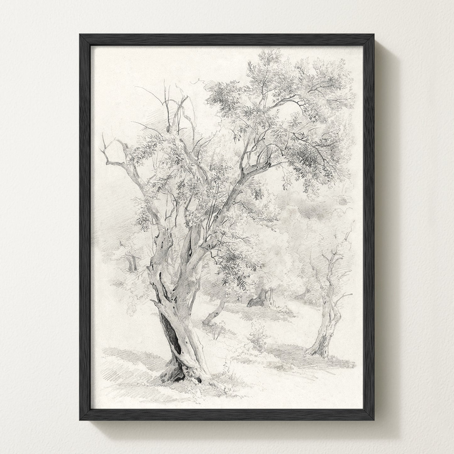 Olives Landscape VI