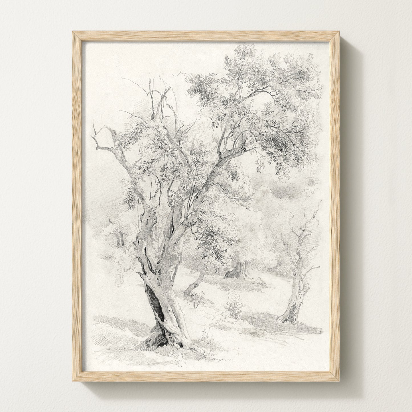 Olives Landscape VI
