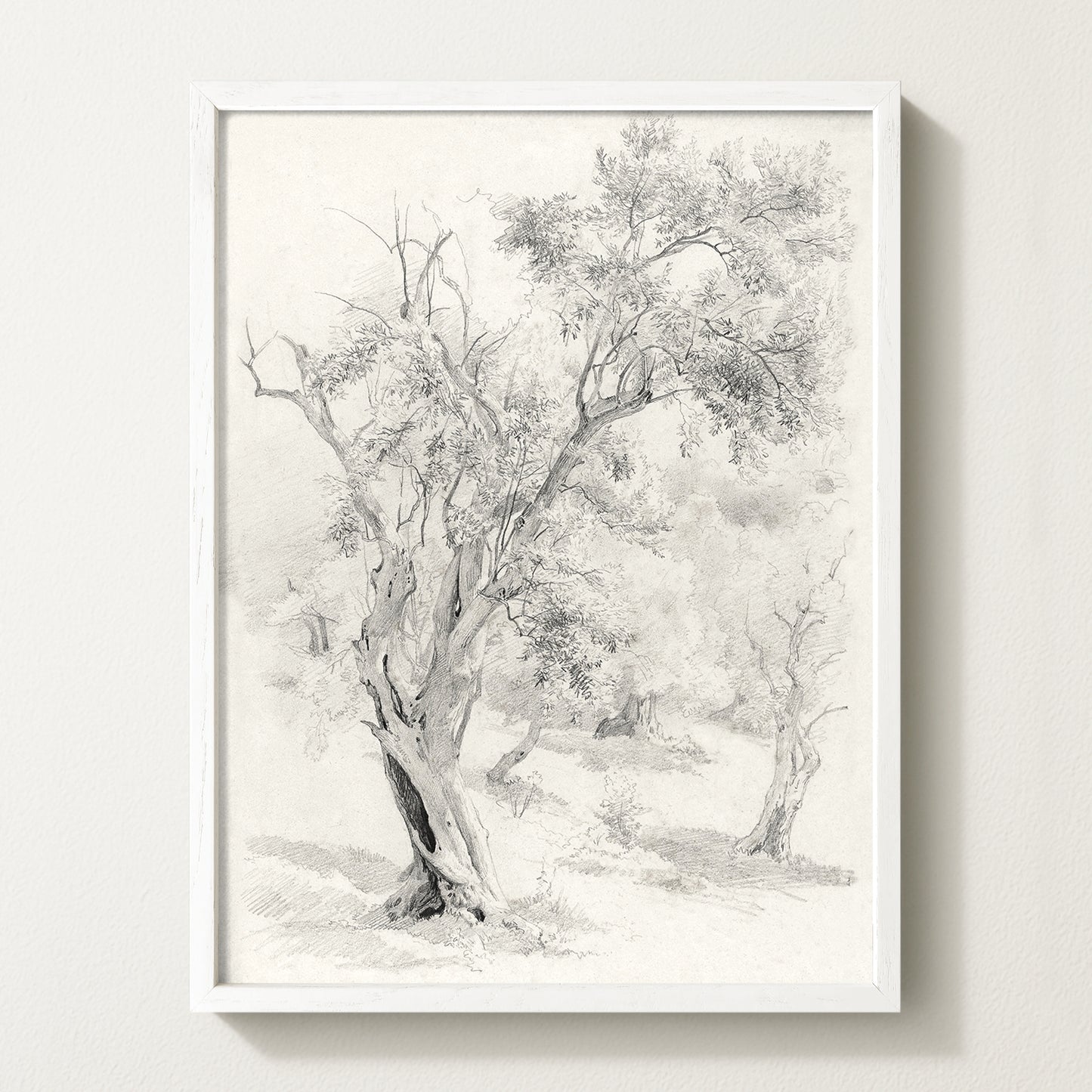 Olives Landscape VI