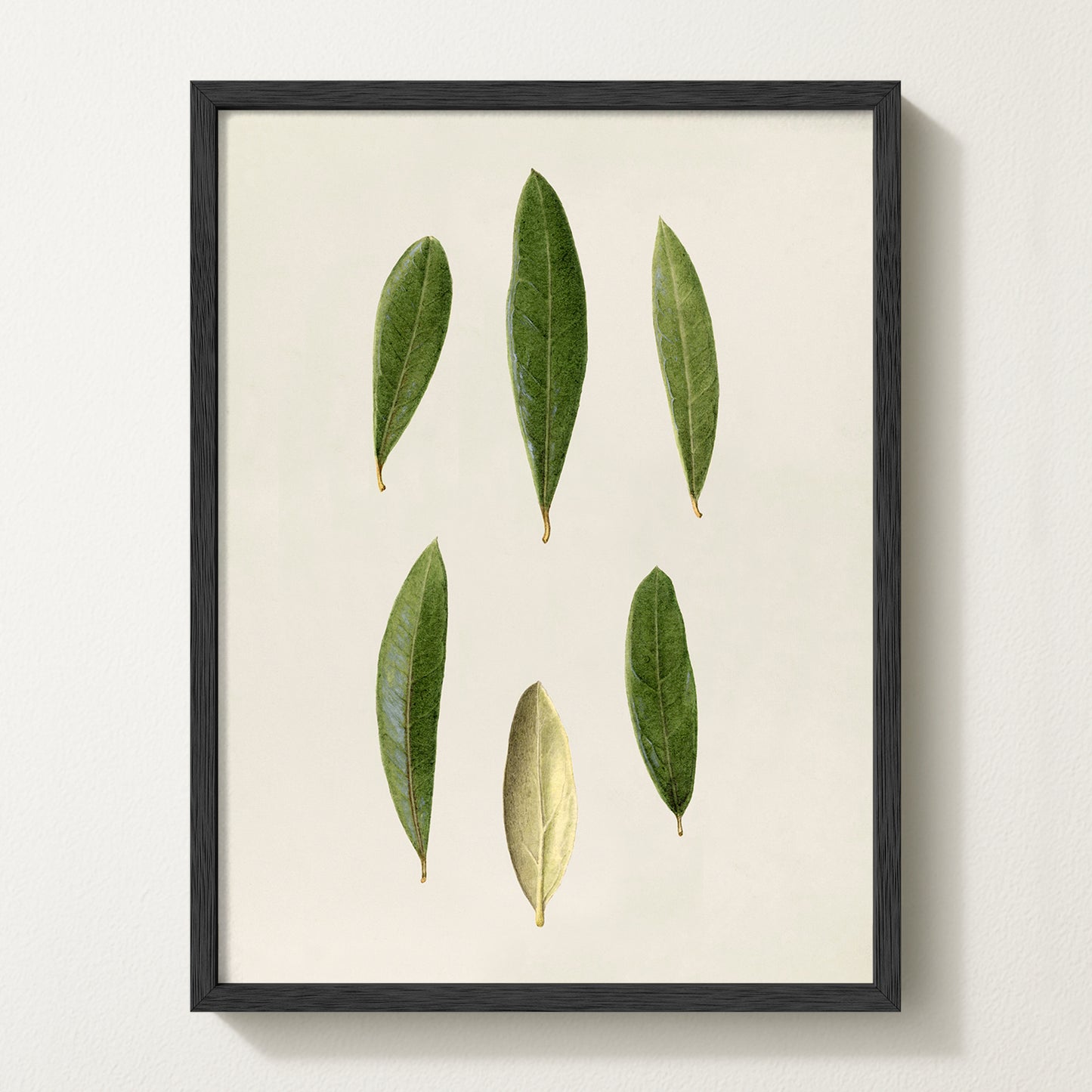 Olives VIII