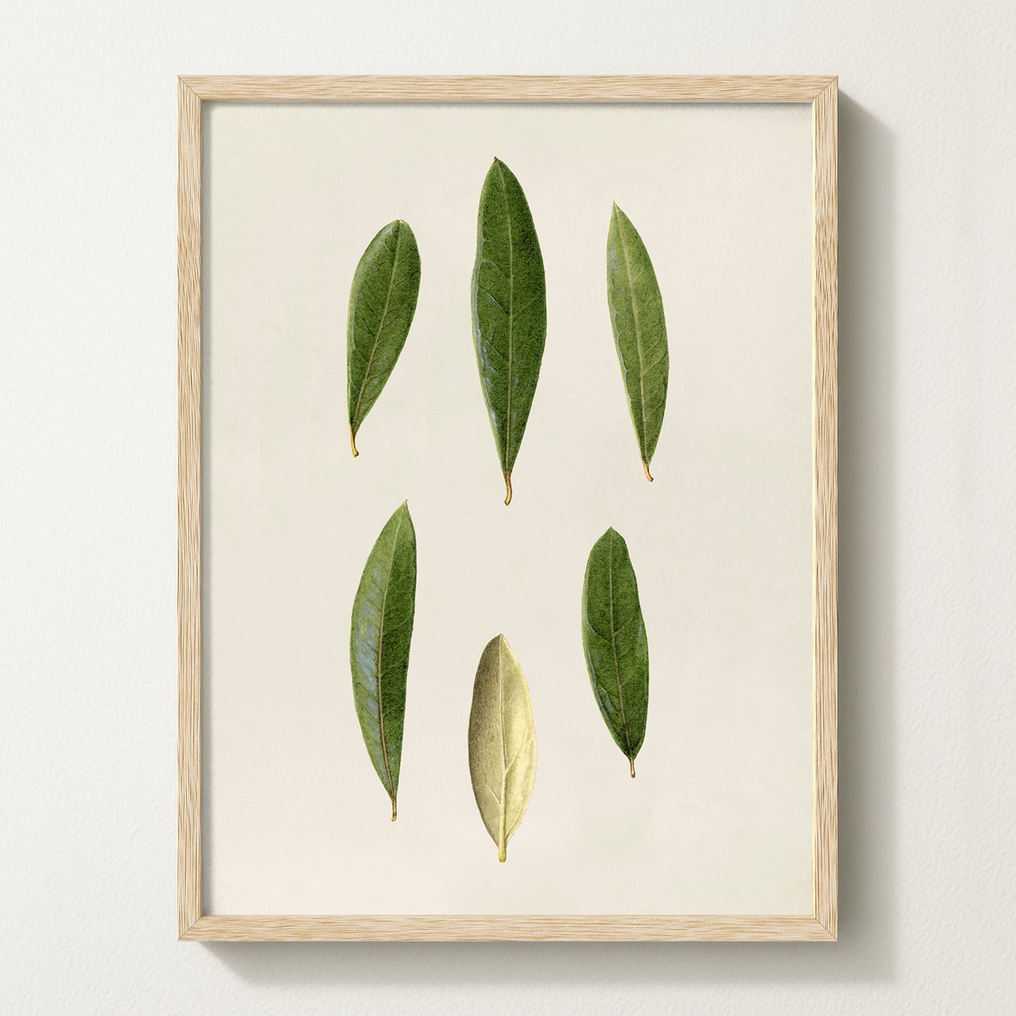 Olives VIII