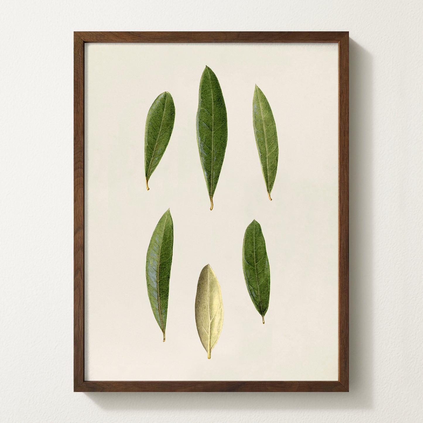 Olives VIII