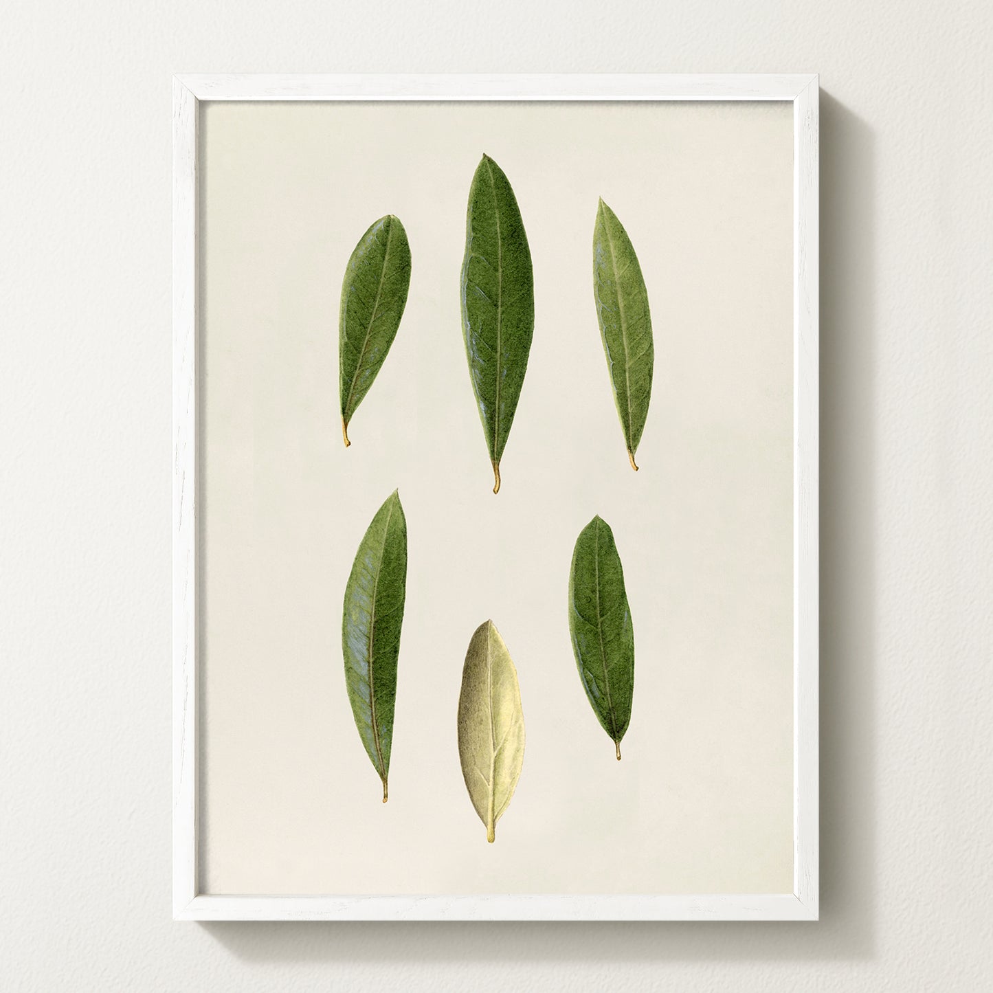 Olives VIII