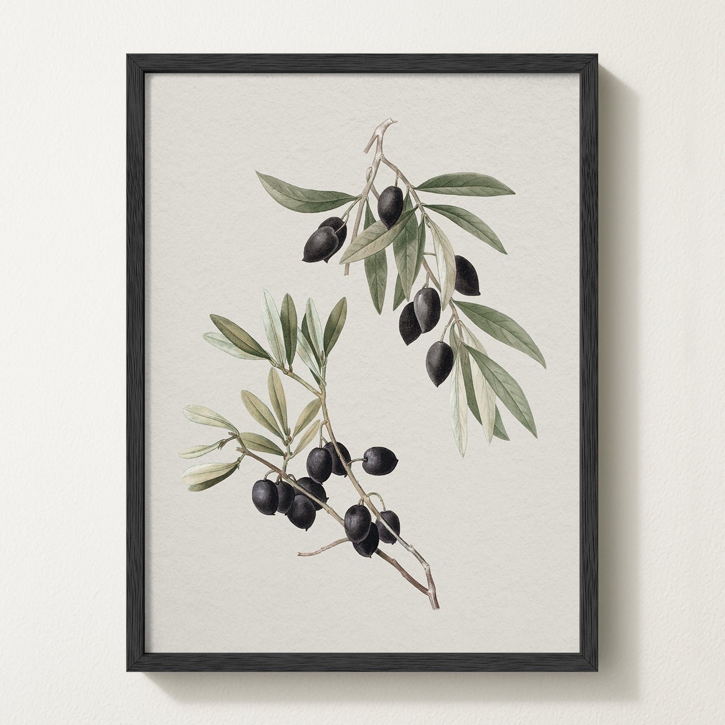 Vintage botanical artwork of an olive branch with black olives on a white background, in solid oak frame