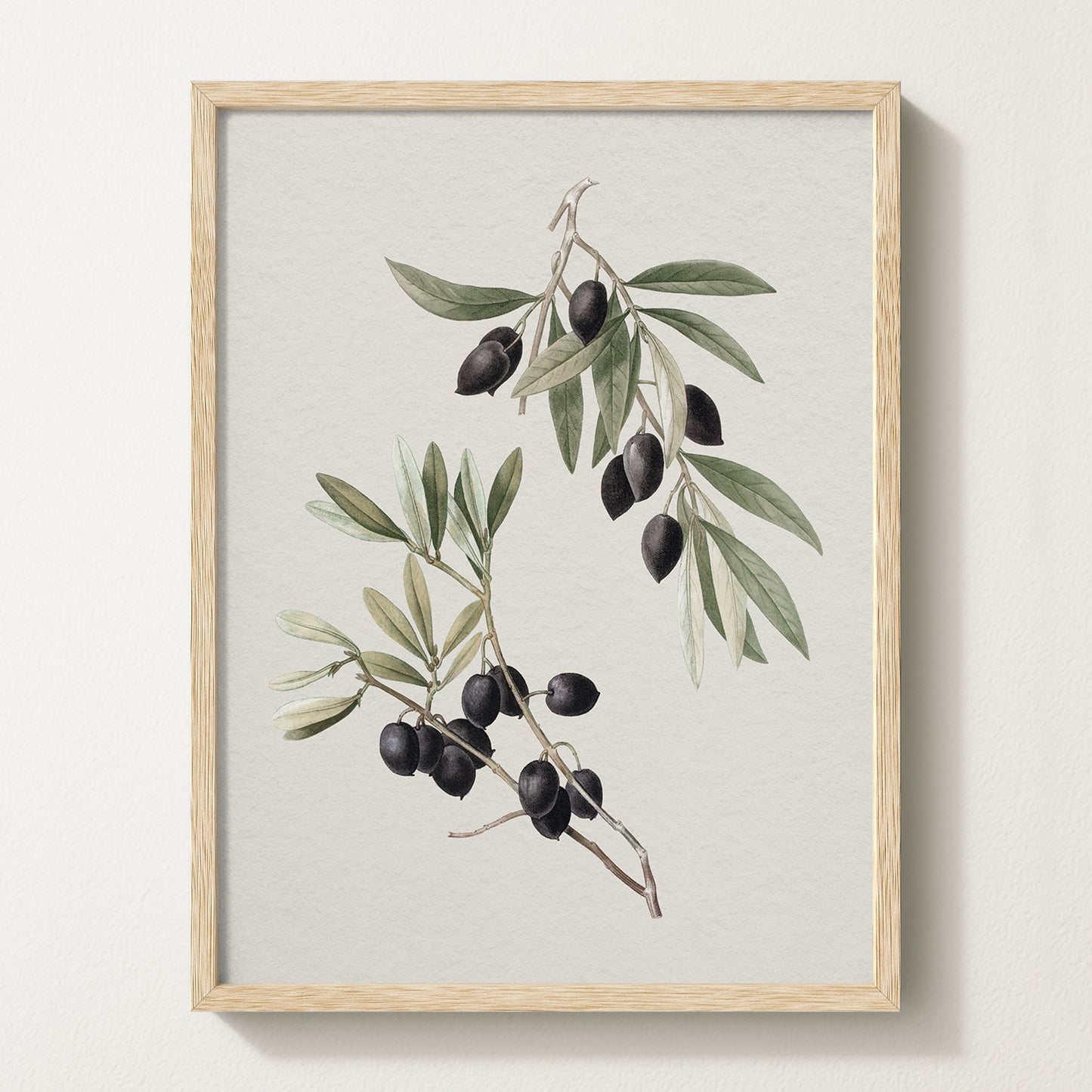 Vintage botanical artwork of an olive branch with black olives on a white background, in solid oak frame