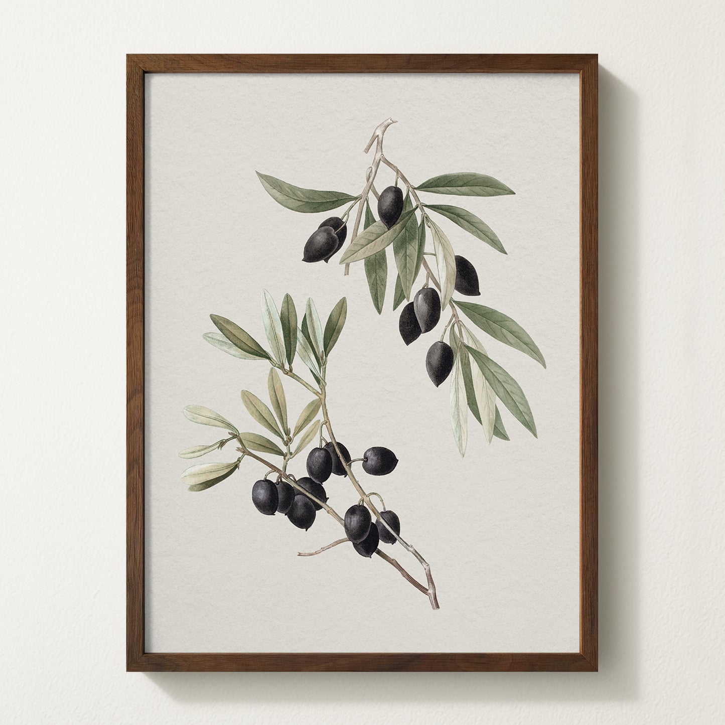 Vintage botanical artwork of an olive branch with black olives on a white background, in solid oak frame