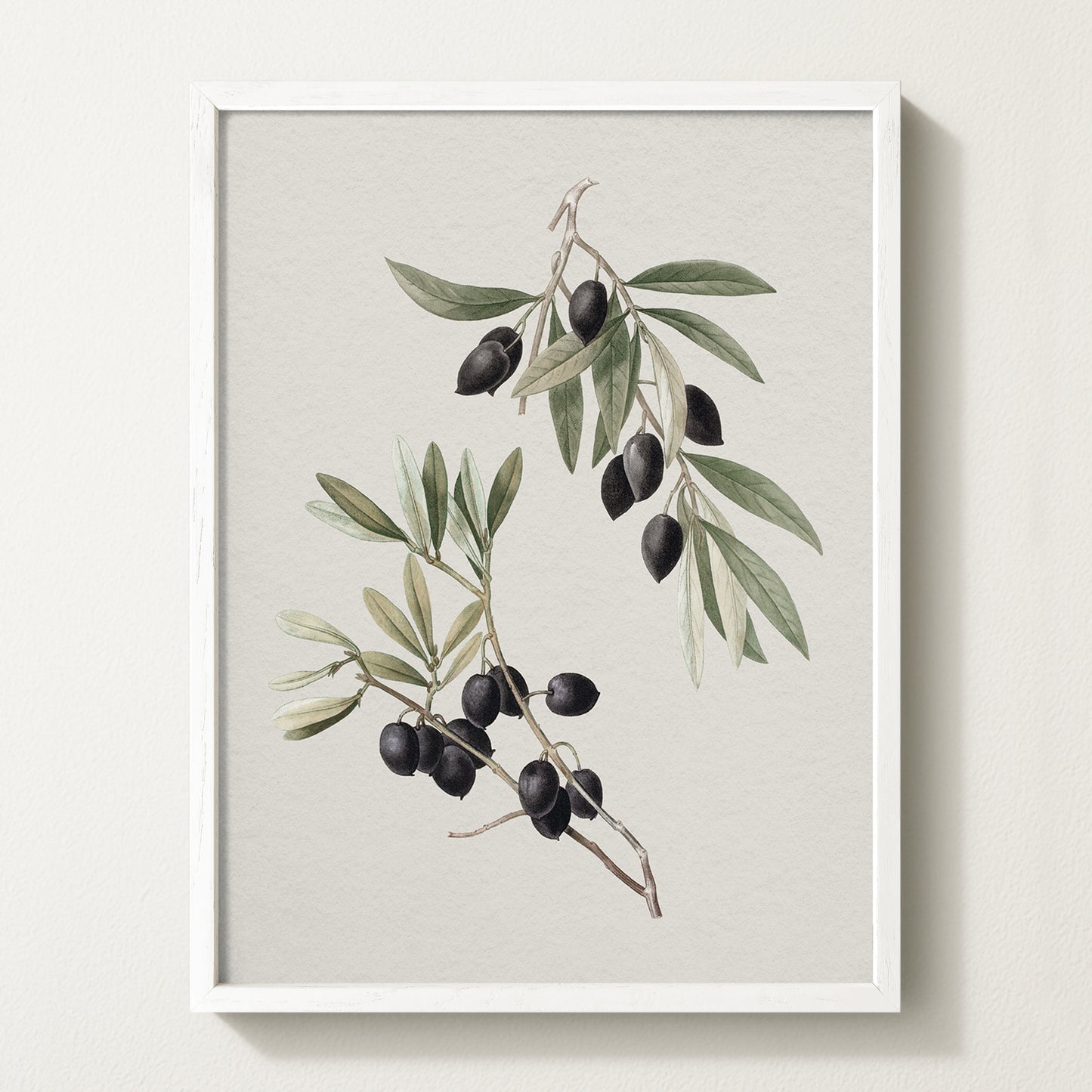 Vintage botanical artwork of an olive branch with black olives on a white background, in solid oak frame