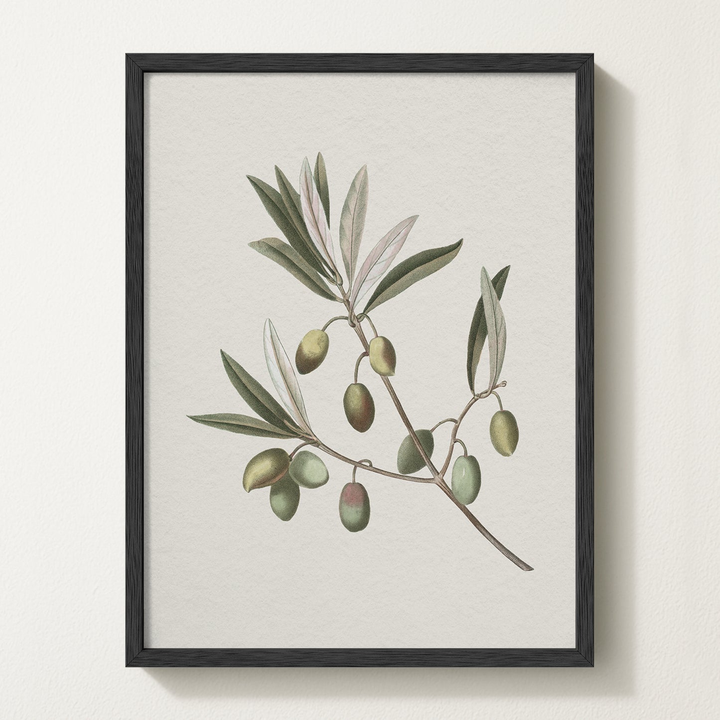 Vintage botanical artwork of an olive branch with black olives on a white background, in solid oak frame