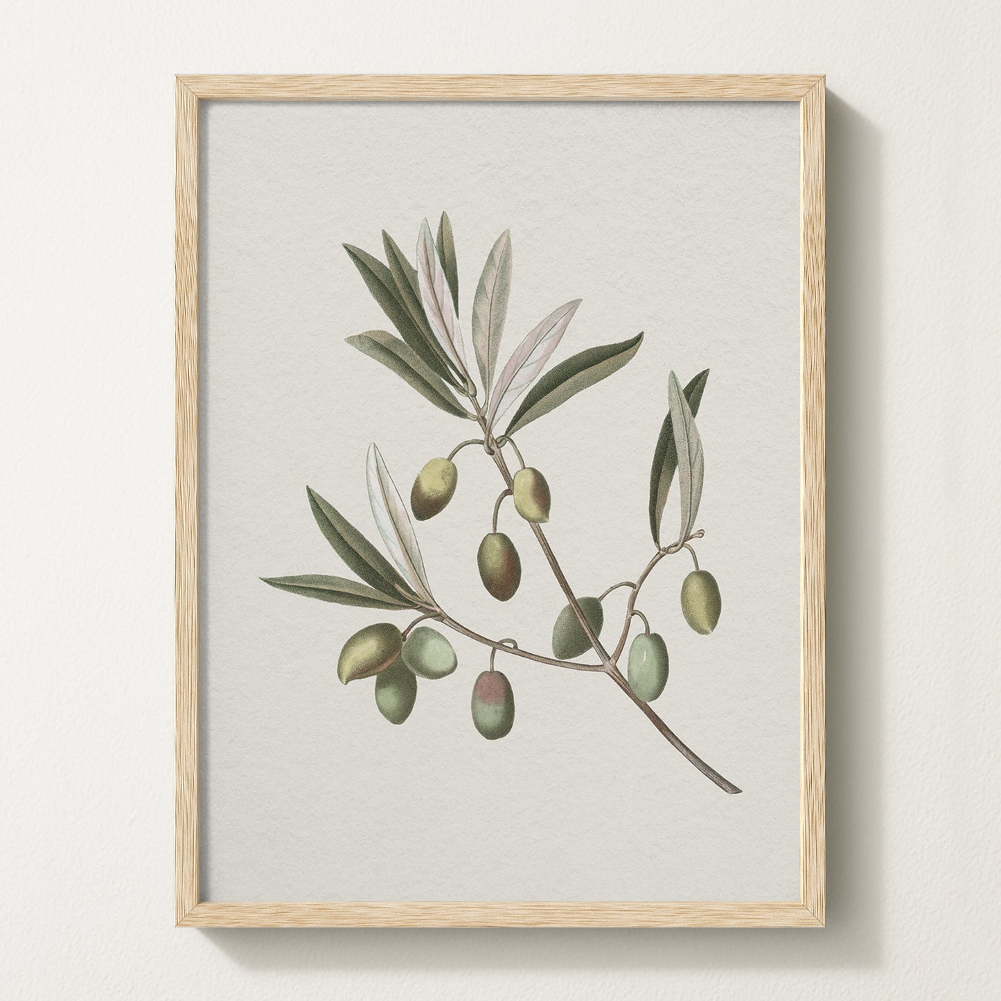 Vintage botanical artwork of an olive branch with black olives on a white background, in solid oak frame