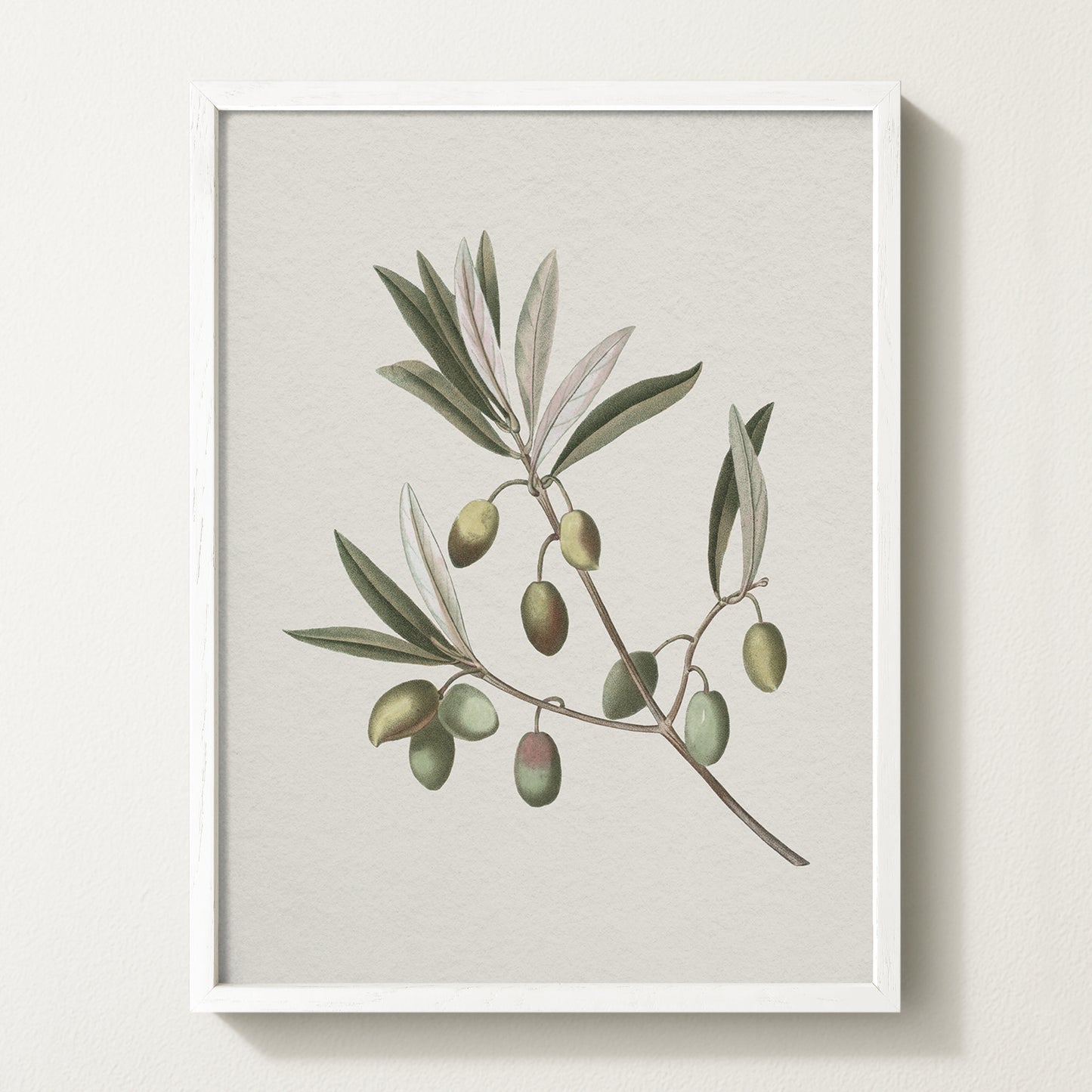 Vintage botanical artwork of an olive branch with black olives on a white background, in solid oak frame
