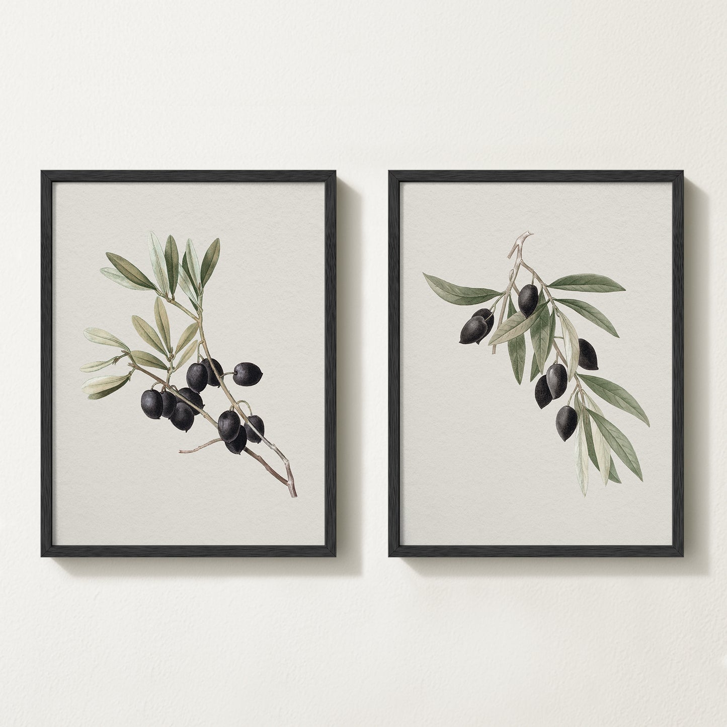 Vintage botanical artwork of an olive branch with black olives on a white background, in solid oak frame