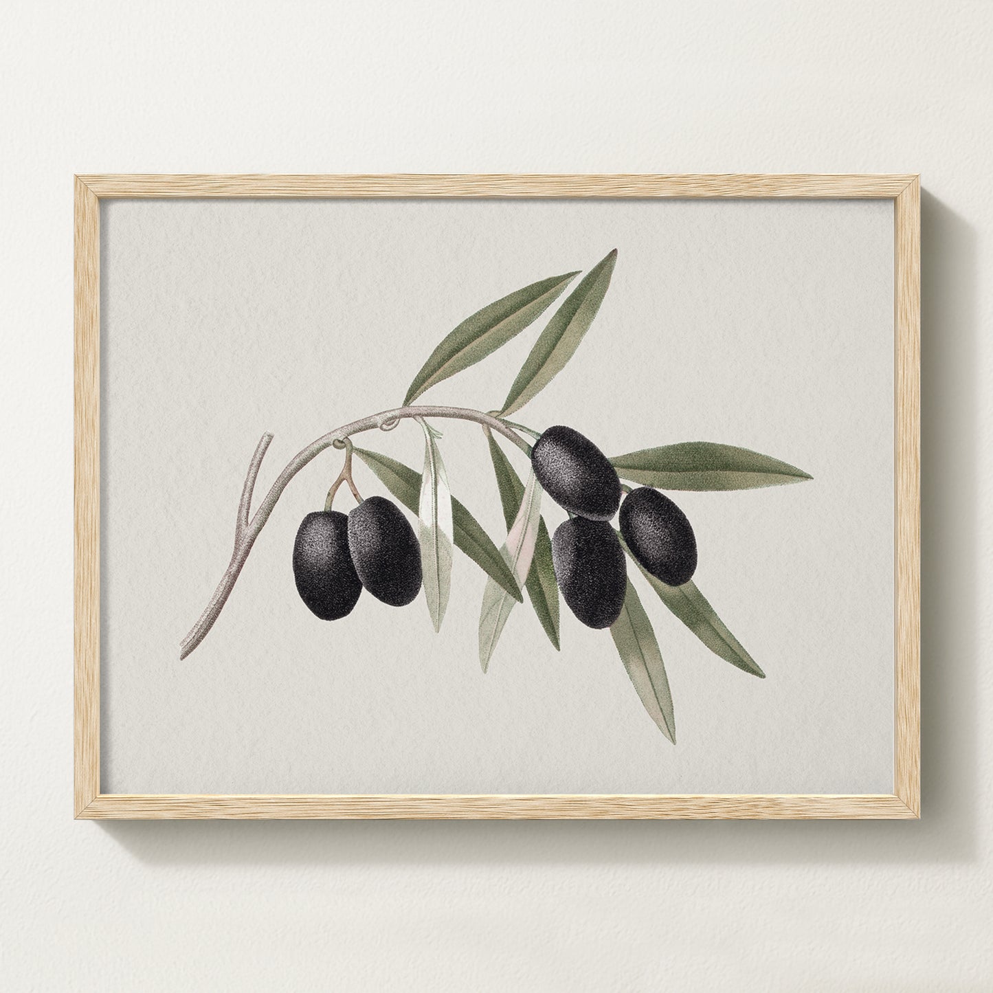 Vintage botanical artwork of an olive branch with black olives on a white background, in solid oak frame