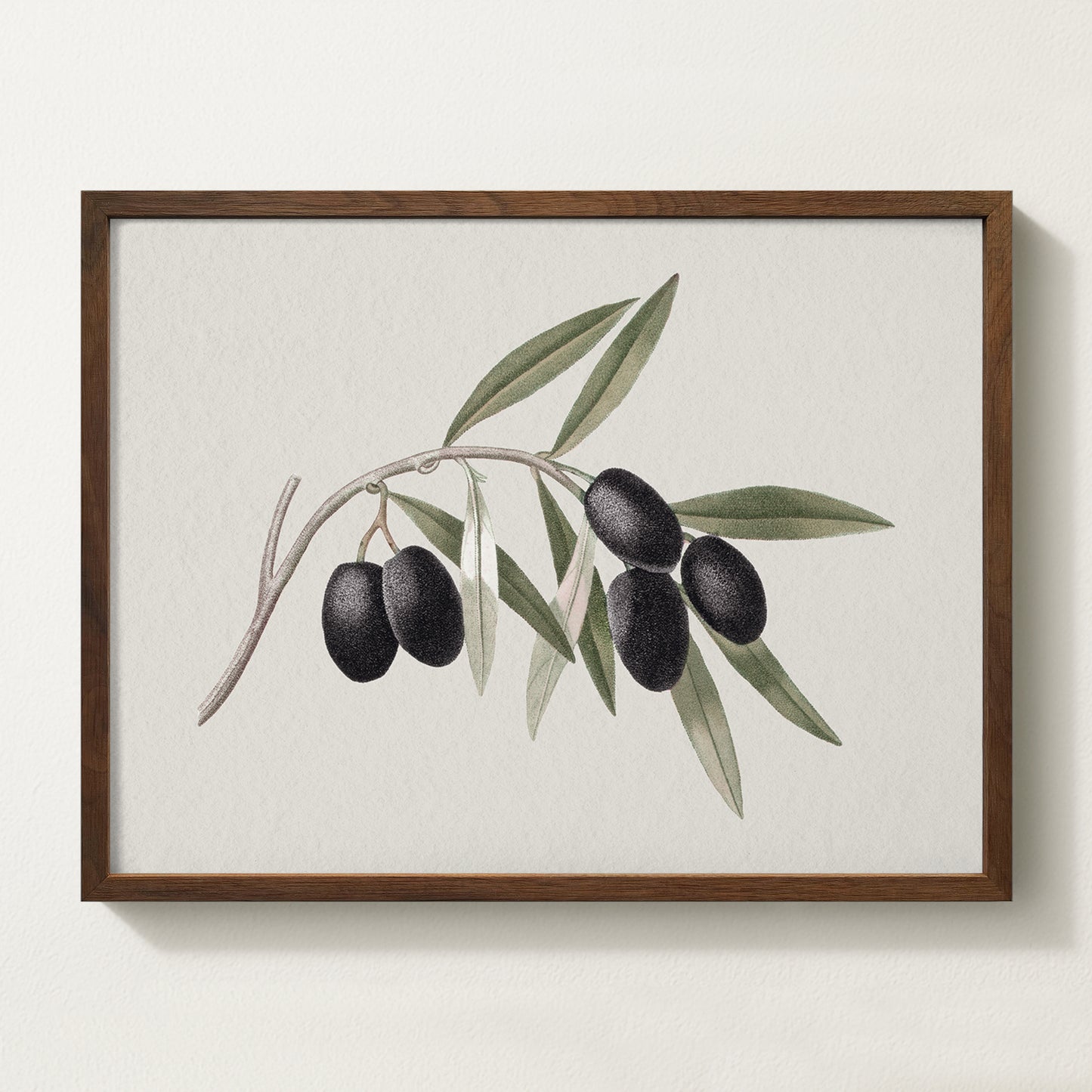 Vintage botanical artwork of an olive branch with black olives on a white background, in solid oak frame