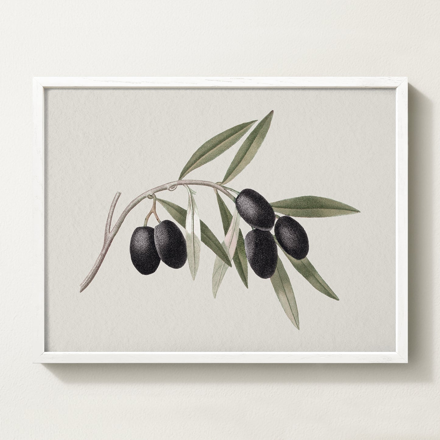 Vintage botanical artwork of an olive branch with black olives on a white background, in solid oak frame
