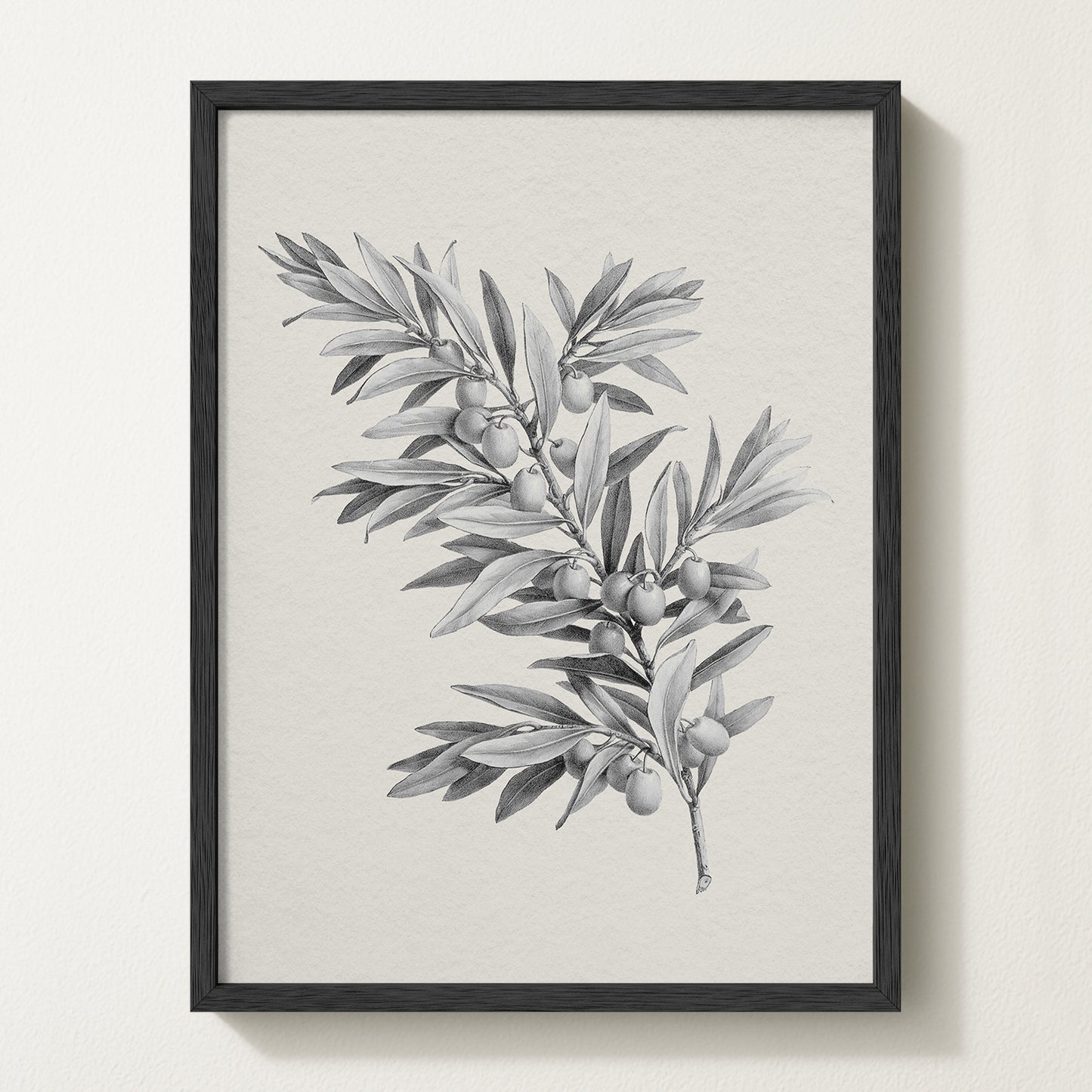 Vintage botanical artwork of an olive branch with black olives on a white background, in solid oak frame