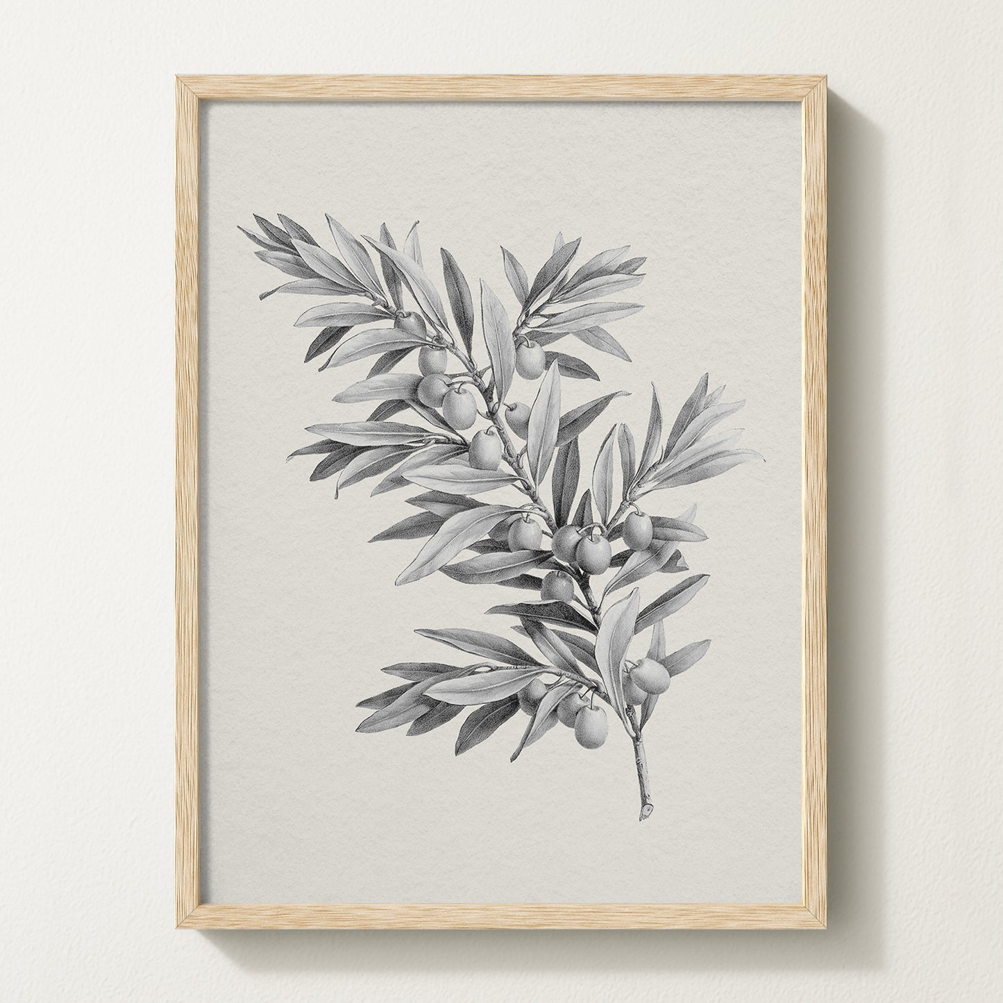 Vintage botanical artwork of an olive branch with black olives on a white background, in solid oak frame