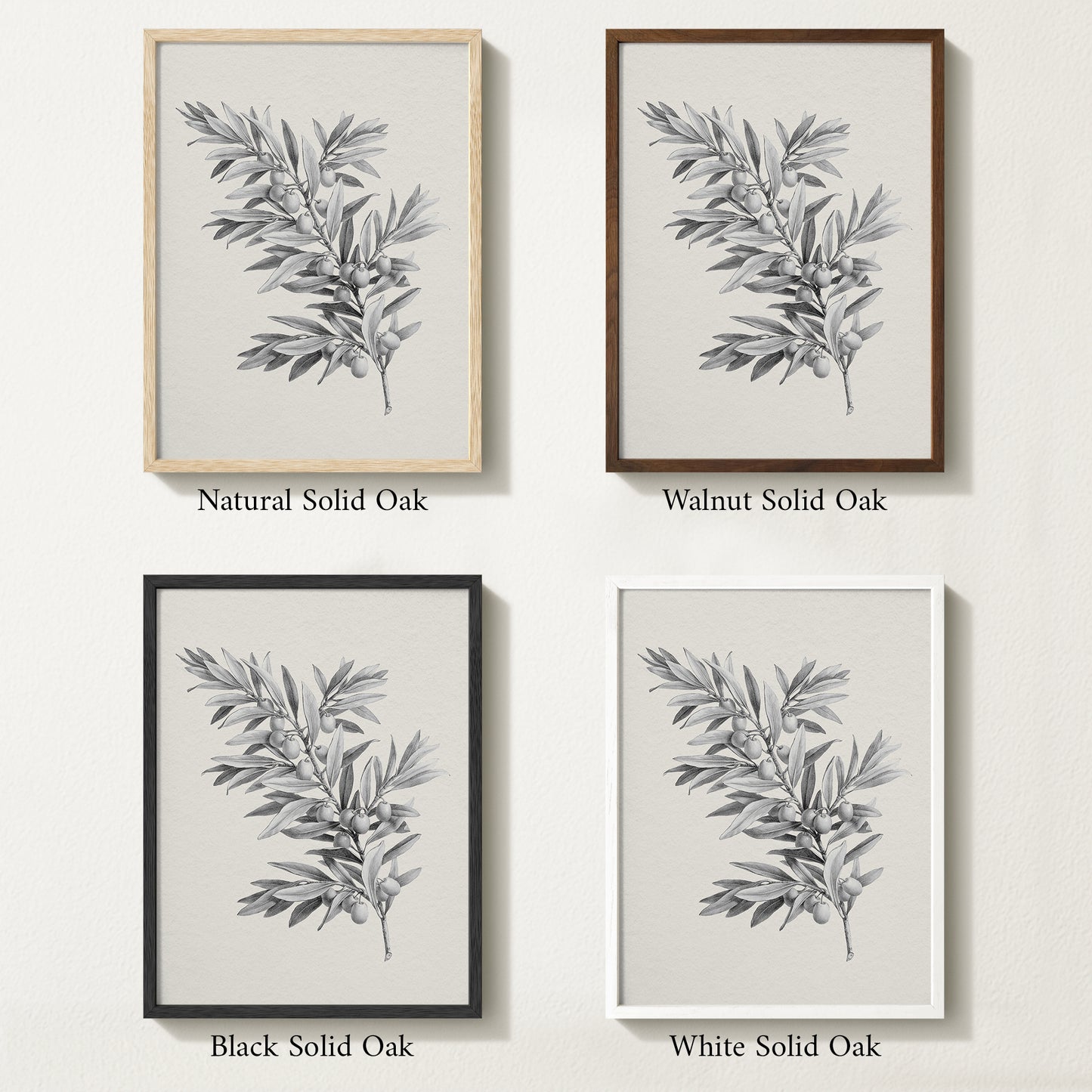 Four framed prints of vintage olive drawings with different solid oak finishes.
