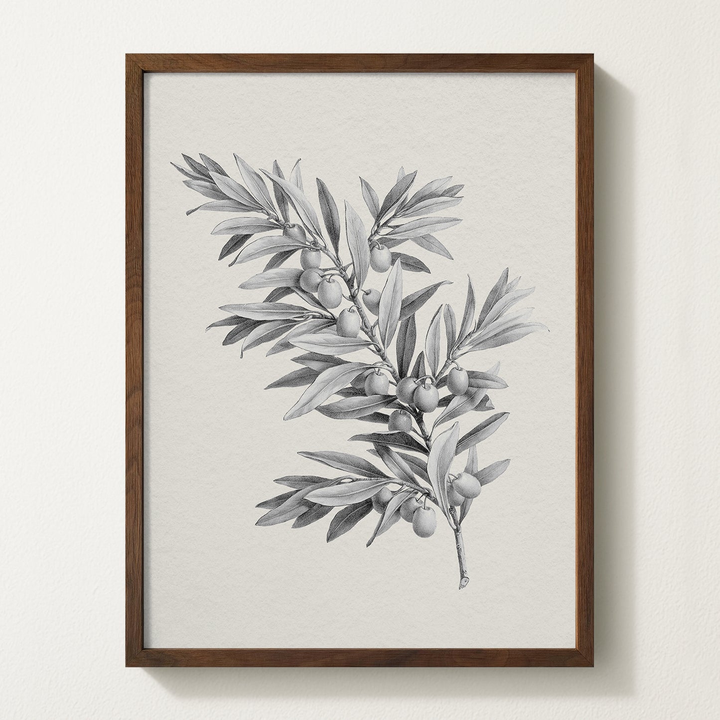 Vintage botanical artwork of an olive branch with black olives on a white background, in solid oak frame