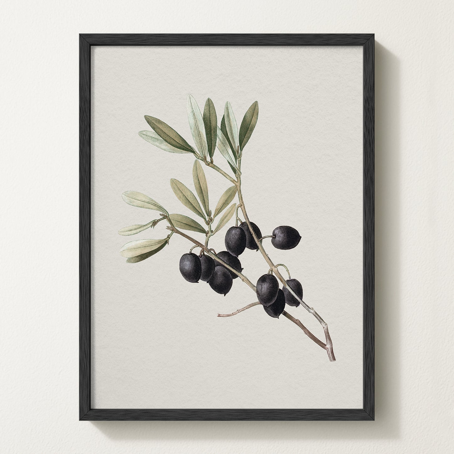 Vintage botanical artwork of an olive branch with black olives on a white background, in solid oak frame