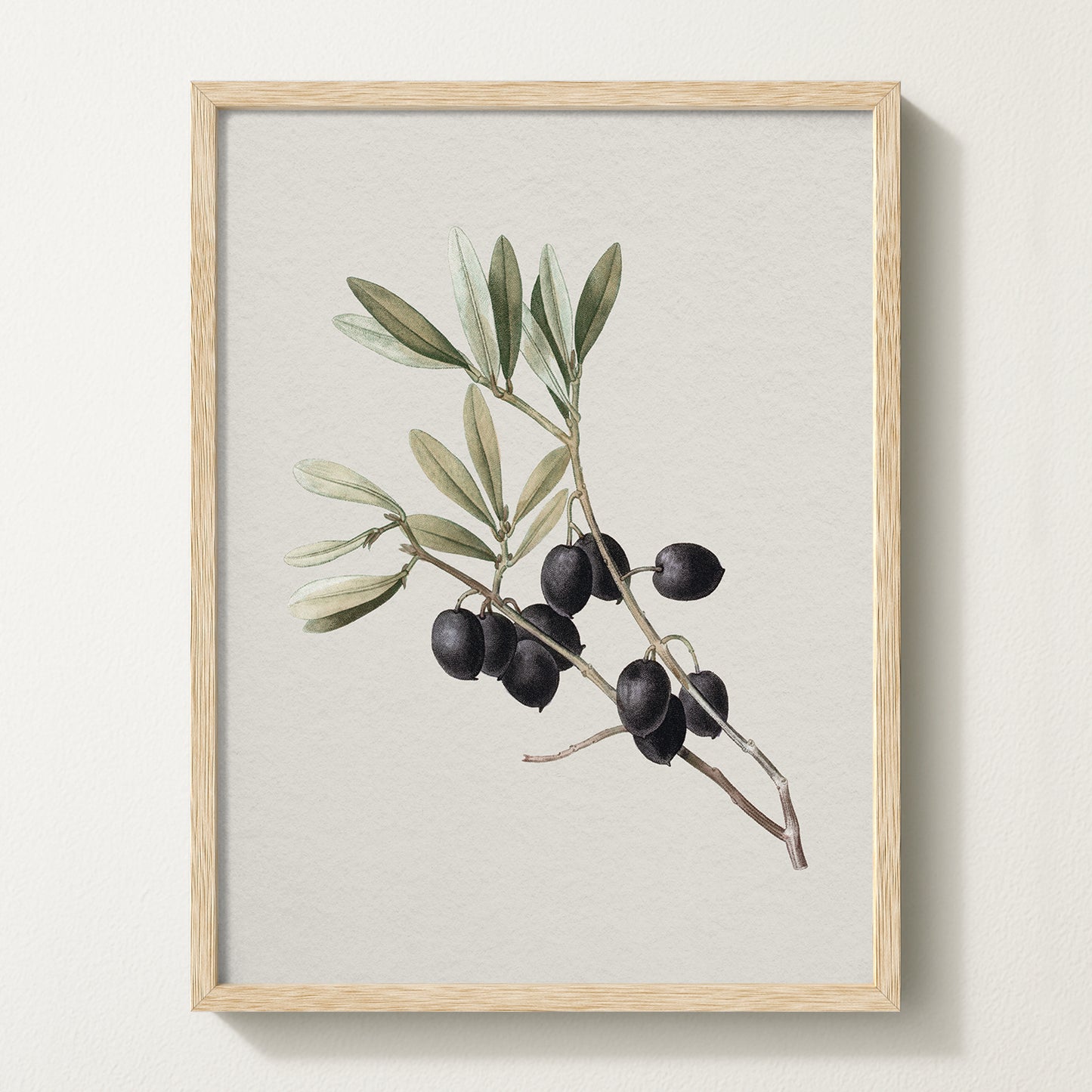 Vintage botanical artwork of an olive branch with black olives on a white background, in solid oak frame