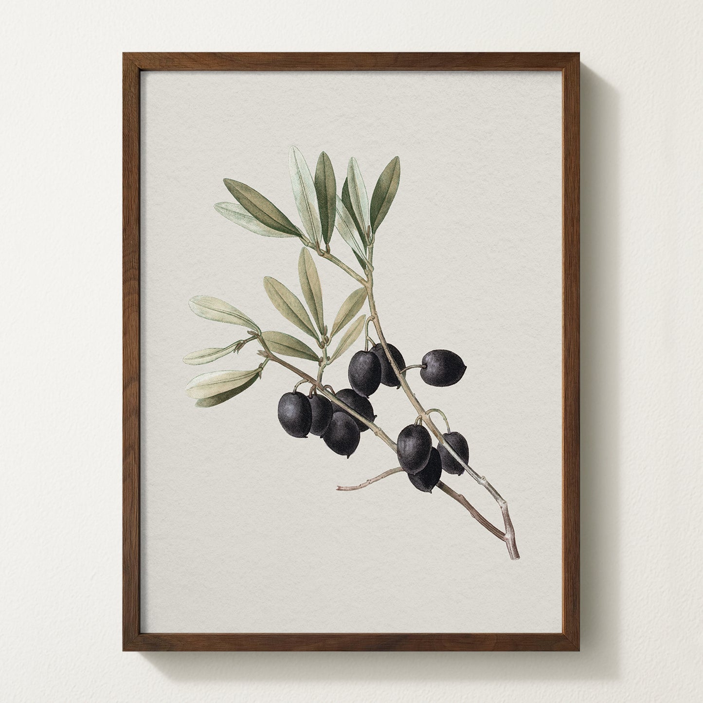 Vintage botanical artwork of an olive branch with black olives on a white background, in solid oak frame