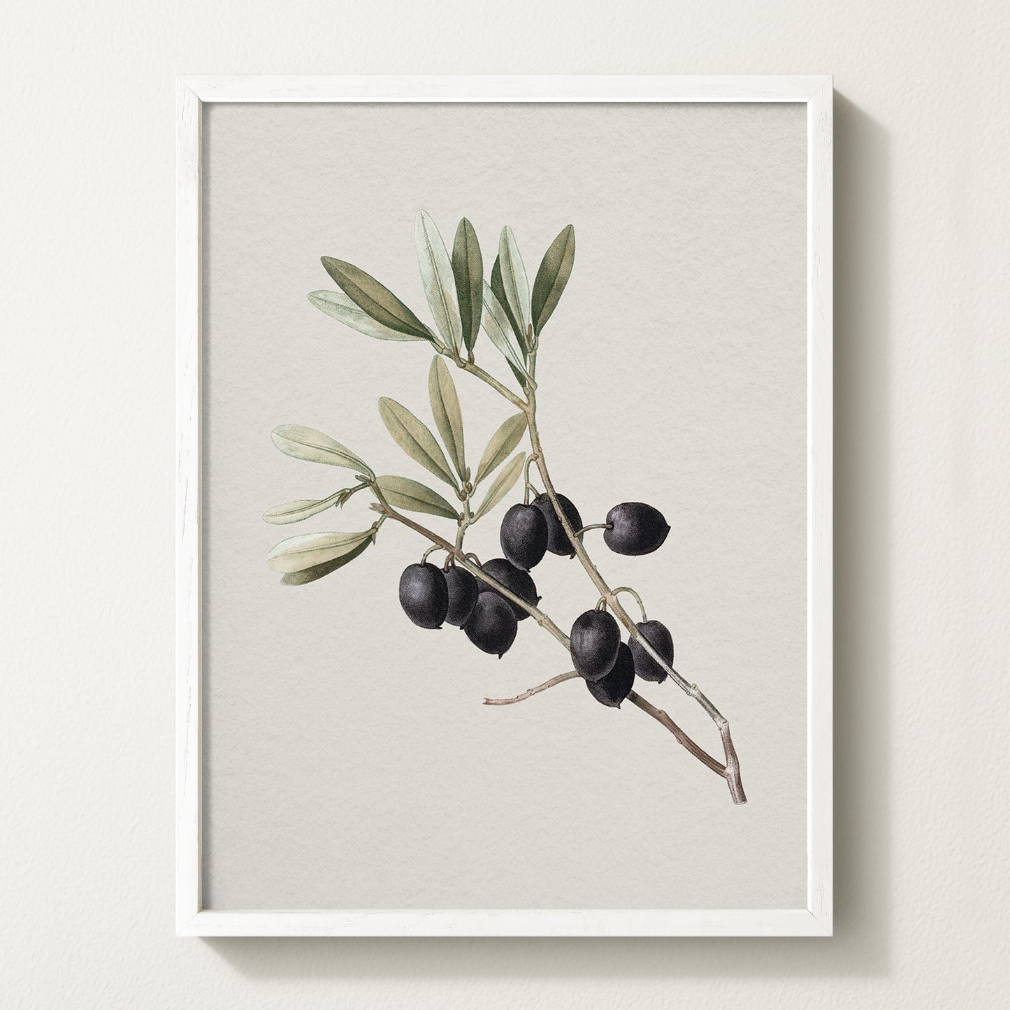 Vintage botanical artwork of an olive branch with black olives on a white background, in solid oak frame