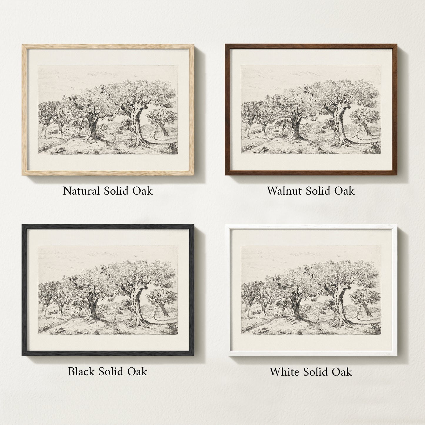 Four framed prints of vintage olive drawings with different solid oak finishes.
