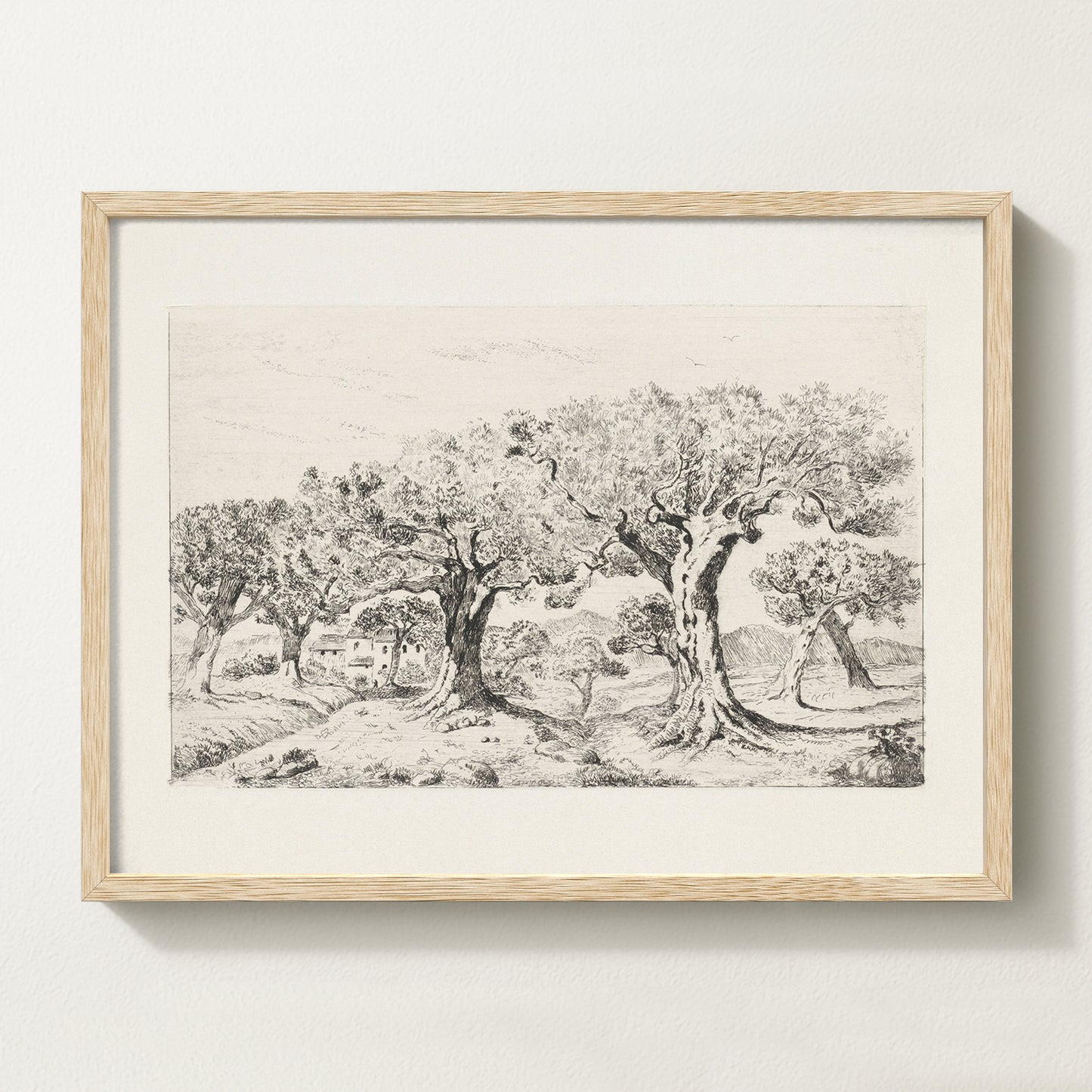 Vintage botanical artwork of an olive branch with black olives on a white background, in solid oak frame