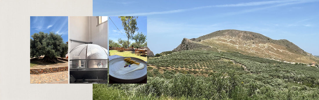 Visiting Crete’s Olive Treasures — From Biolea Estate to One of the World's Oldest Olive Trees