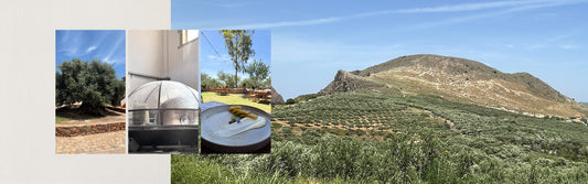 Visiting Crete’s Olive Treasures — From Biolea Estate to One of the World's Oldest Olive Trees