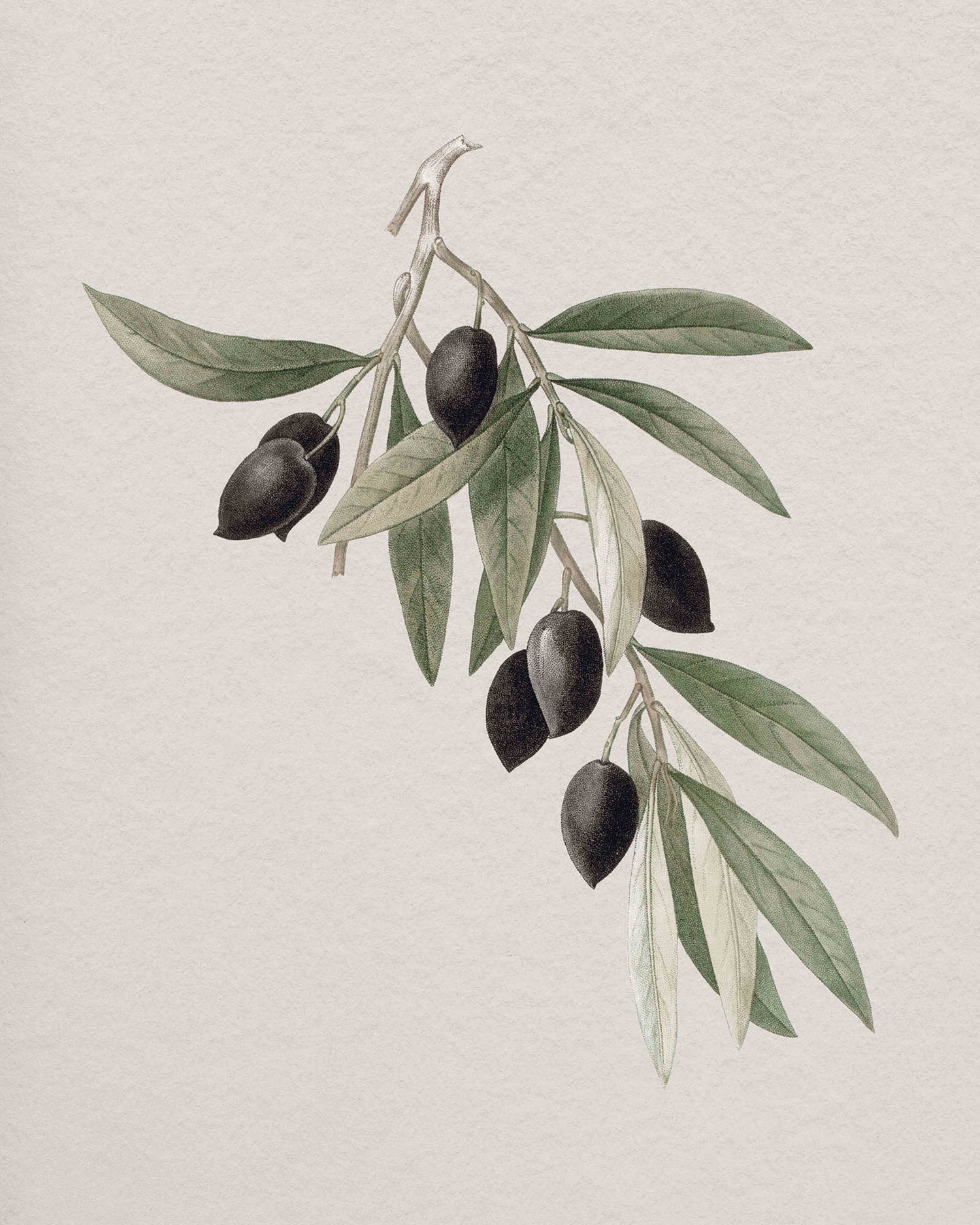 Watercolor illustration of an olive tree branch with black olives on a beige background