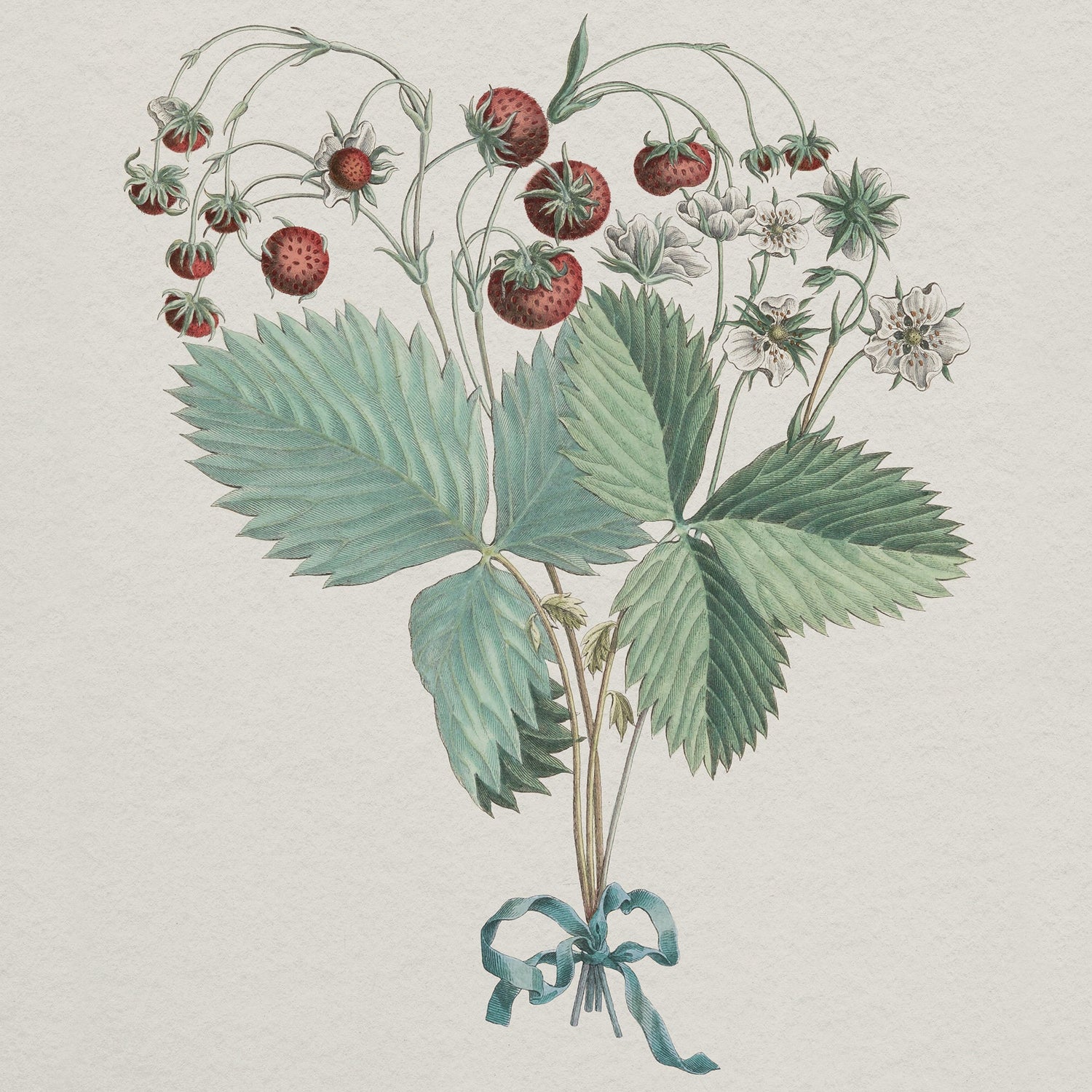 Vintage strawberry botanical art print featuring ripe red berries, green leaves, and white blossoms tied with a teal ribbon.