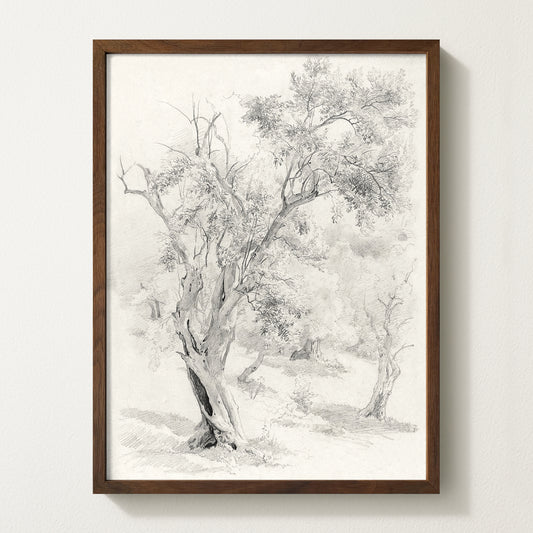 Olives Landscape VI