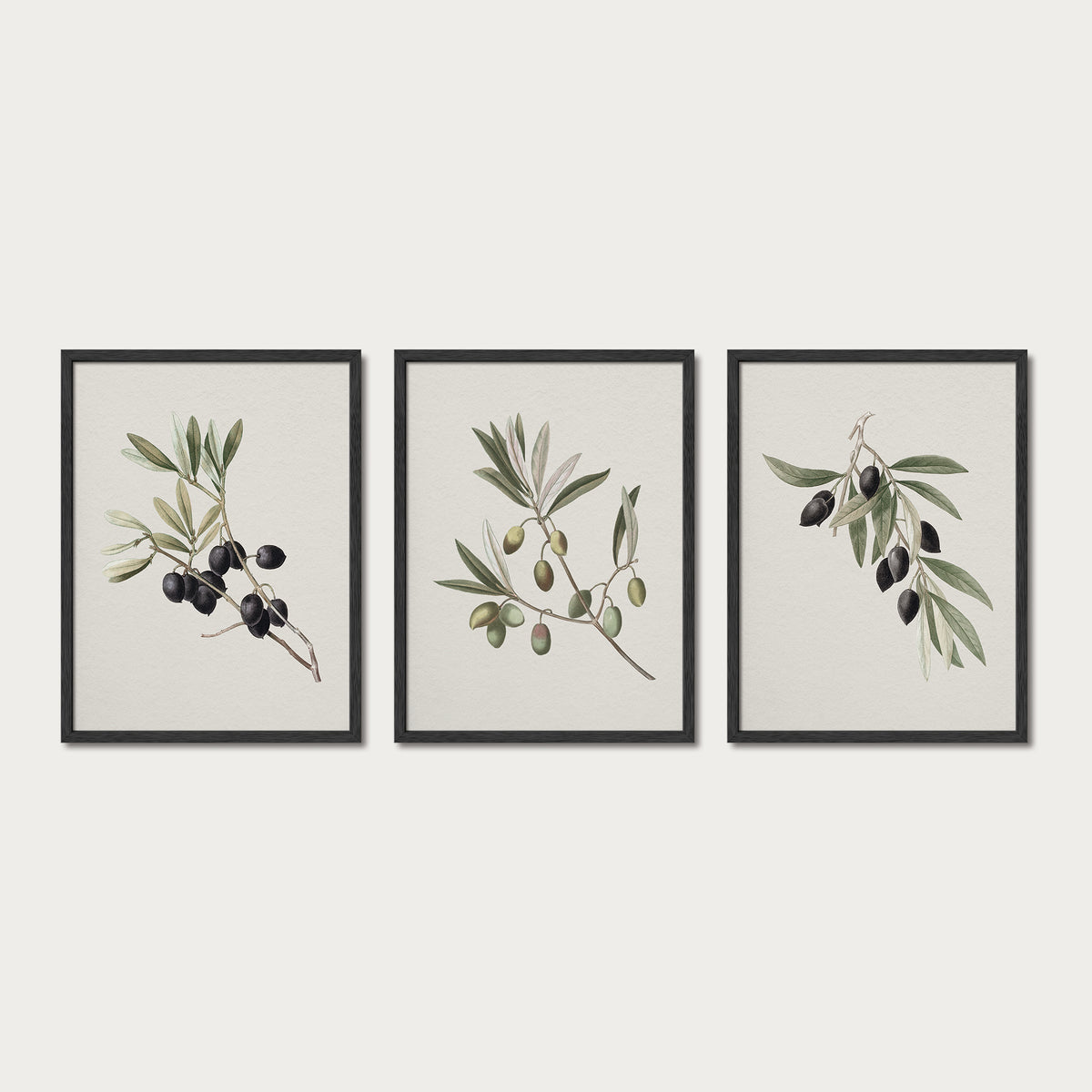Olives Set III
