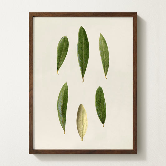 Olives VIII