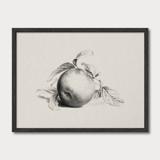 Minimalist vintage apple pencil drawing in a black solid oak frame, suitable for neutral kitchens and modern farmhouse interiors.