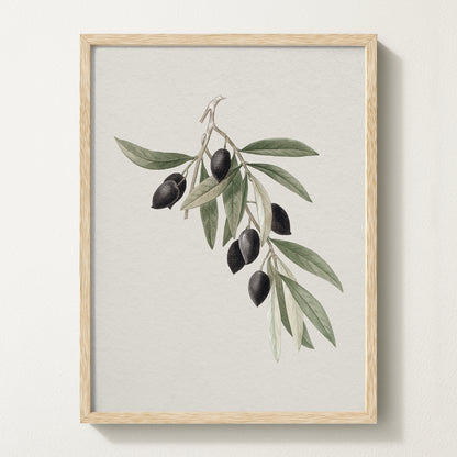 Antique olive branch print featuring black olives on a white backdrop, framed in solid oak