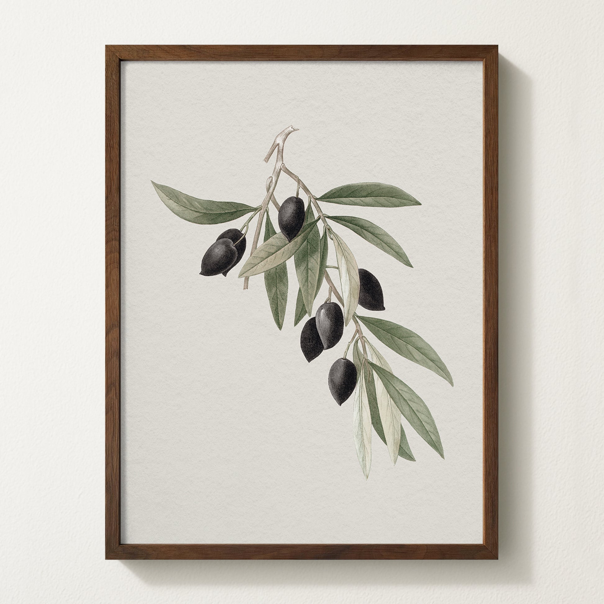 Antique olive branch print featuring black olives on a white backdrop, framed in solid oak