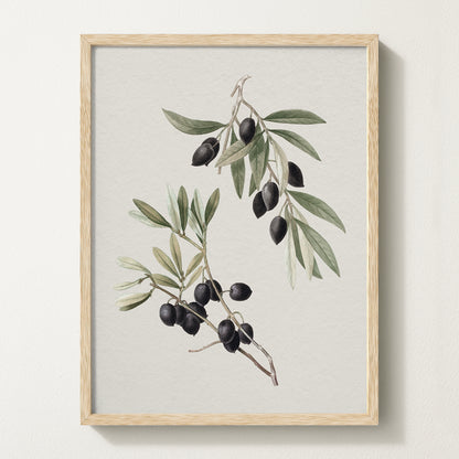 Vintage botanical artwork of an olive branch with black olives on a white background, in solid oak frame