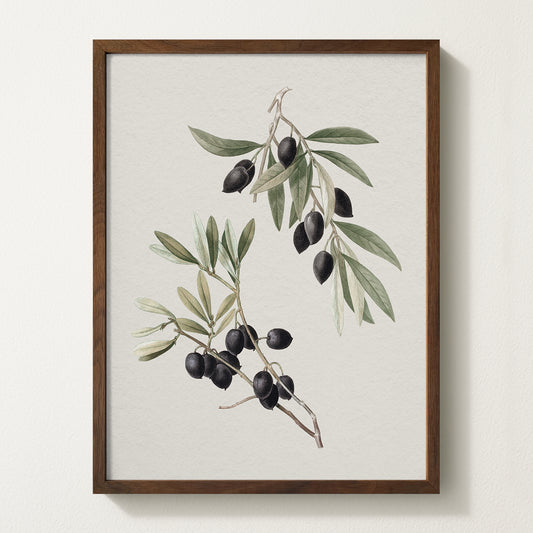 Vintage botanical artwork of an olive branch with black olives on a white background, in solid oak frame