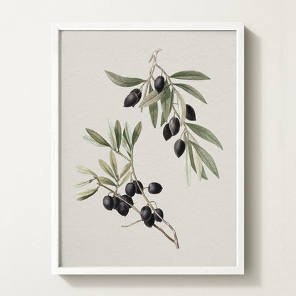 Vintage botanical artwork of an olive branch with black olives on a white background, in solid oak frame