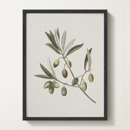 Vintage botanical artwork of an olive branch with black olives on a white background, in solid oak frame