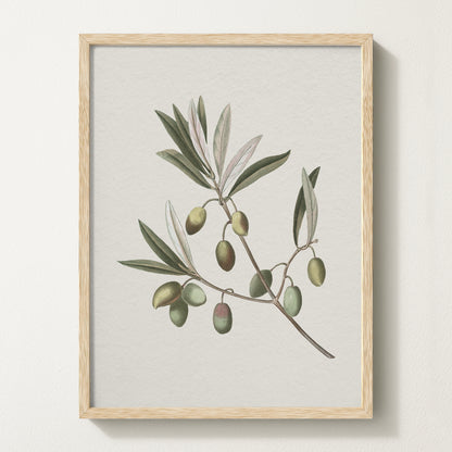 Vintage botanical artwork of an olive branch with black olives on a white background, in solid oak frame
