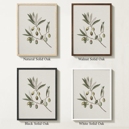 Four framed prints of vintage olive drawings with different solid oak finishes.