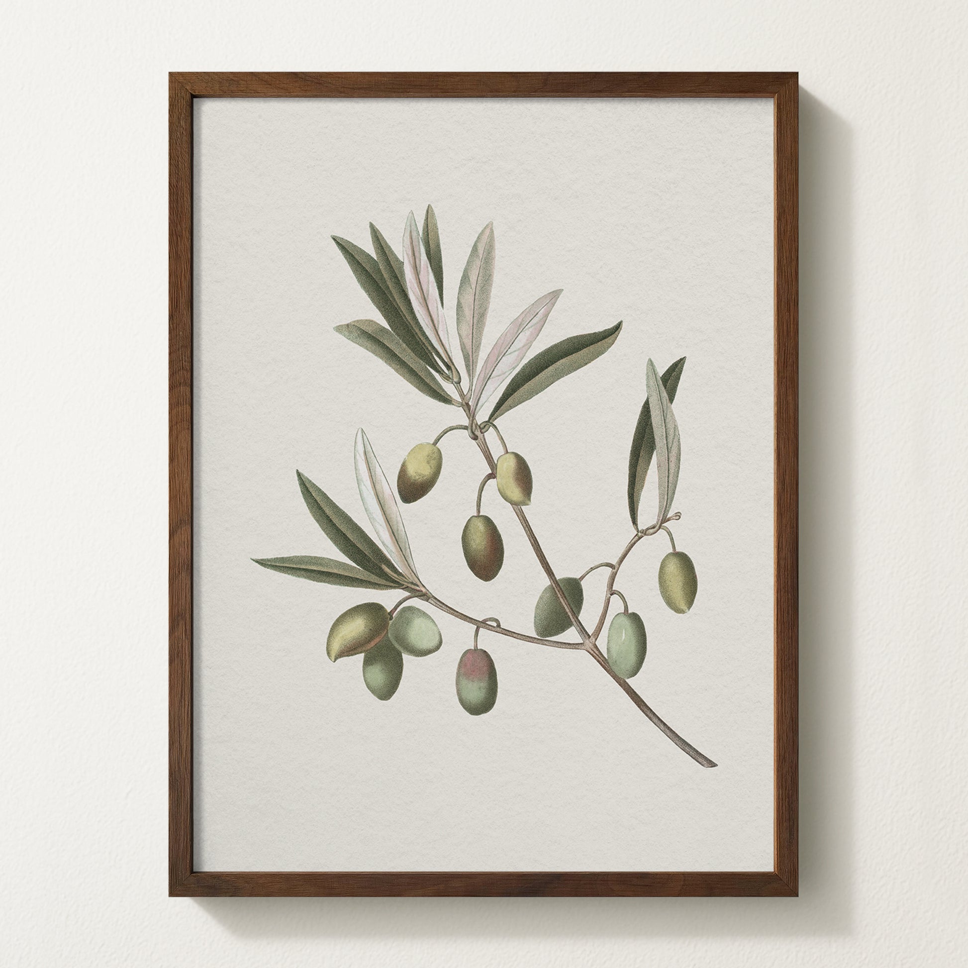 Vintage botanical artwork of an olive branch with black olives on a white background, in solid oak frame