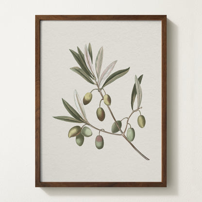Vintage botanical artwork of an olive branch with black olives on a white background, in solid oak frame