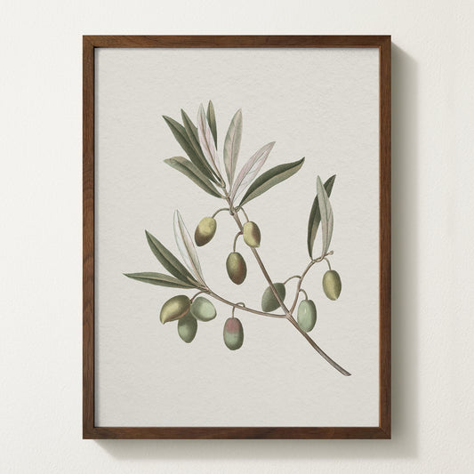 Vintage botanical artwork of an olive branch with black olives on a white background, in solid oak frame