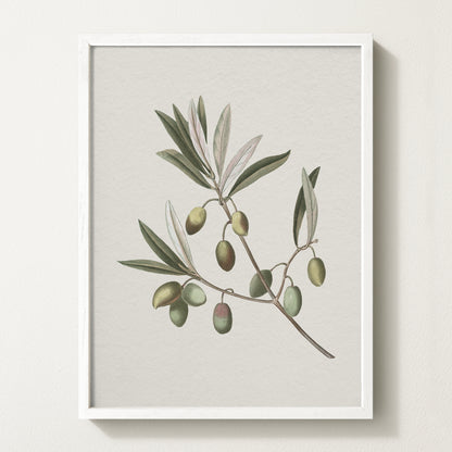 Vintage botanical artwork of an olive branch with black olives on a white background, in solid oak frame