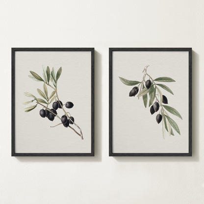 Vintage botanical artwork of an olive branch with black olives on a white background, in solid oak frame